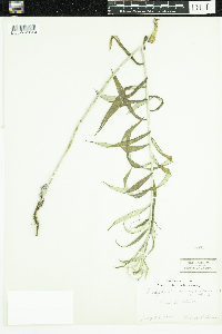 Anaphalis margaritacea image