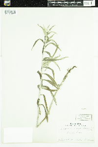 Anaphalis margaritacea image