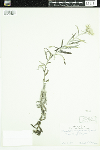 Anaphalis margaritacea image