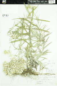 Anaphalis margaritacea image