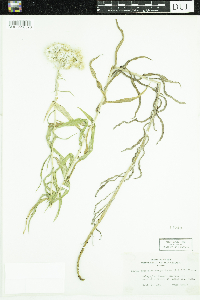 Anaphalis margaritacea image