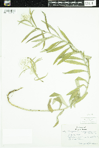 Anaphalis margaritacea image