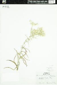 Anaphalis margaritacea image