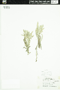 Anaphalis margaritacea image