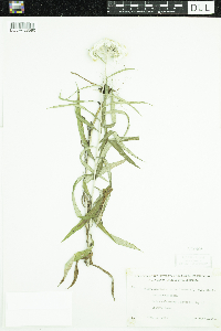 Anaphalis margaritacea image