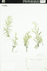 Anaphalis margaritacea image