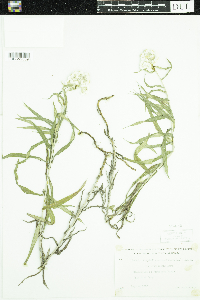 Anaphalis margaritacea image