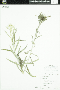 Anaphalis margaritacea image