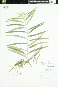 Anaphalis margaritacea image