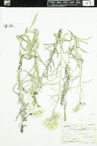 Anaphalis margaritacea image