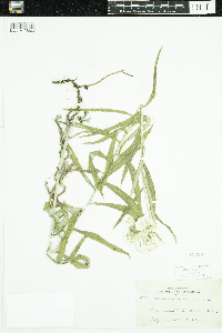 Anaphalis margaritacea image
