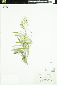 Anaphalis margaritacea image