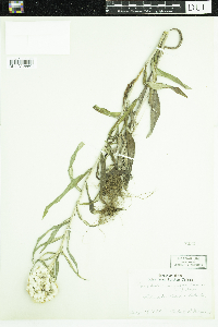 Anaphalis margaritacea image