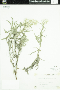 Anaphalis margaritacea image