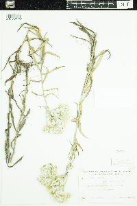 Anaphalis margaritacea image