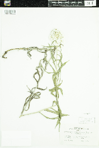 Anaphalis margaritacea image