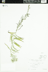Anaphalis margaritacea image