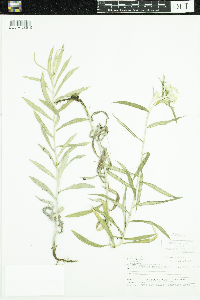 Anaphalis margaritacea image