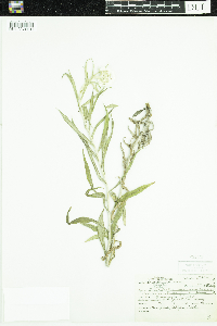 Anaphalis margaritacea image