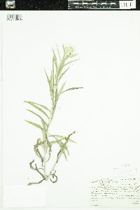 Anaphalis margaritacea image