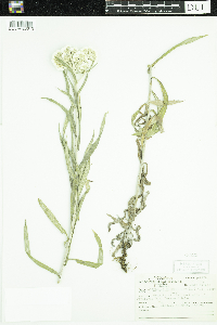 Anaphalis margaritacea image