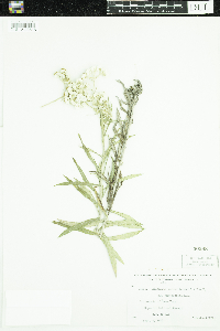 Anaphalis margaritacea image
