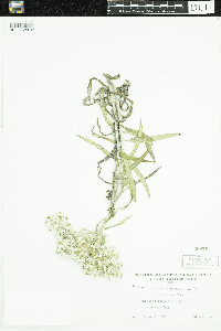 Anaphalis margaritacea image