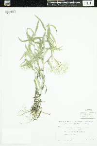 Anaphalis margaritacea image