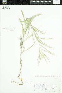 Anaphalis margaritacea image