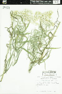 Anaphalis margaritacea image