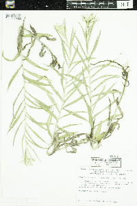 Anaphalis margaritacea image