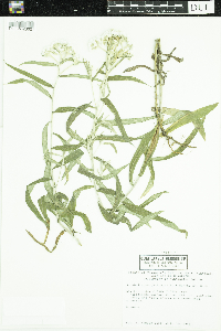Anaphalis margaritacea image