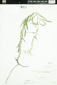 Anaphalis margaritacea image