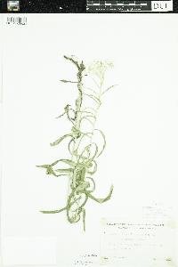 Anaphalis margaritacea image