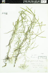 Anaphalis margaritacea image