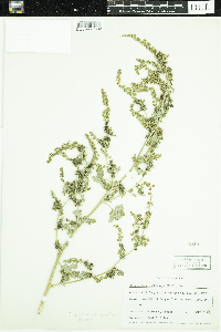 Ambrosia acanthicarpa image