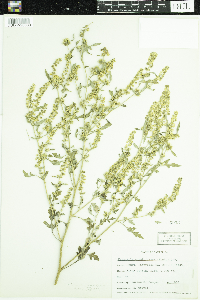 Ambrosia acanthicarpa image