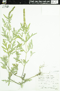 Ambrosia psilostachya image