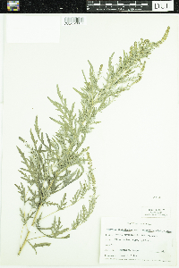 Media resource of Ambrosia psilostachya