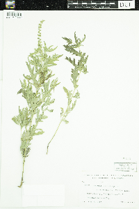 thumbnail image of current specimen