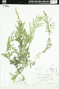 thumbnail image of current specimen