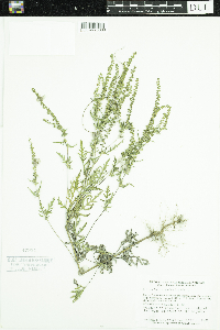 Ambrosia artemisiifolia image