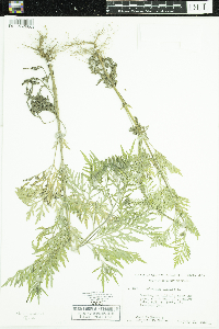 Ambrosia artemisiifolia image