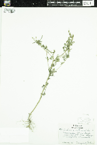 Ambrosia artemisiifolia image
