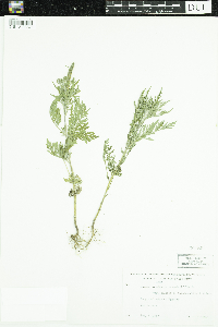 Ambrosia artemisiifolia image