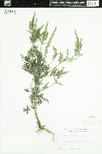 Ambrosia artemisiifolia image