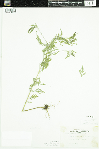 Ambrosia artemisiifolia image