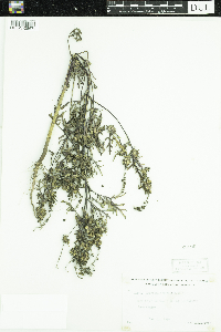Ambrosia artemisiifolia image
