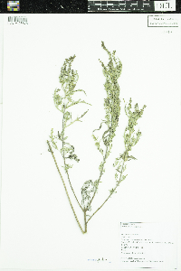 Ambrosia artemisiifolia image