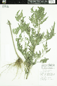 Ambrosia artemisiifolia image